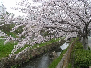 並木P1010016 自宅の近くの桜.jpg